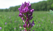 Breeder's Corner - alfalfa